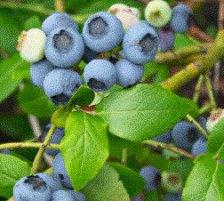 Foto van de desbetreffende plant