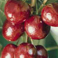 Foto van de desbetreffende plant