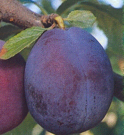 Foto van de desbetreffende plant