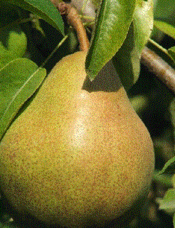 Foto van de desbetreffende plant