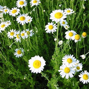 Foto van de desbetreffende plant