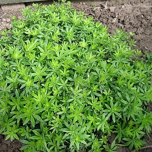 Foto van de desbetreffende plant