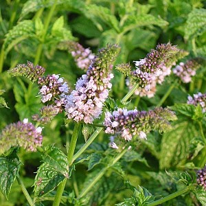 Foto van de desbetreffende plant