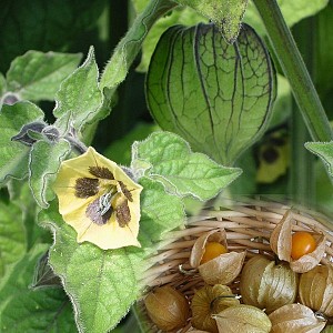 Foto van de desbetreffende plant