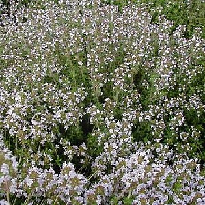 Foto van de desbetreffende plant