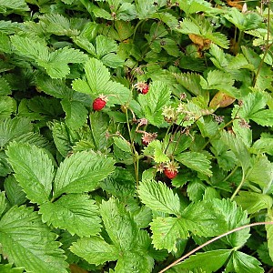 Foto van de desbetreffende plant