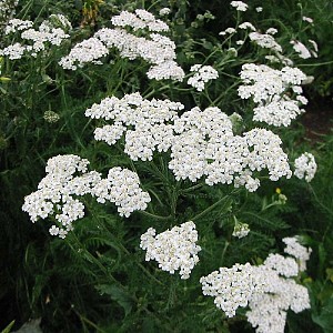 Foto van de desbetreffende plant