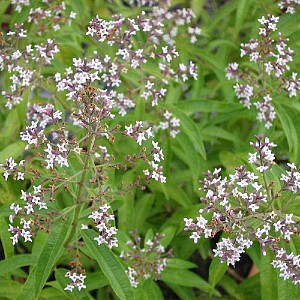 Foto van de desbetreffende plant