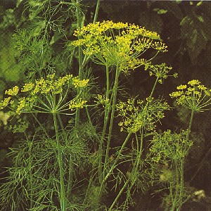 Foto van de desbetreffende plant