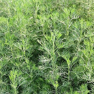 Foto van de desbetreffende plant