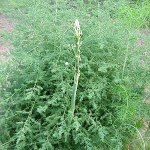Foto van de desbetreffende plant