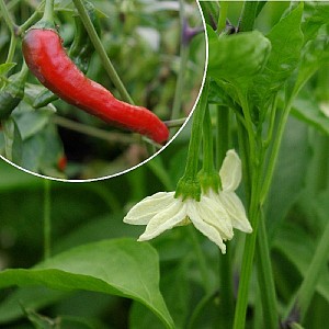 Foto van de desbetreffende plant