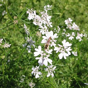 Foto van de desbetreffende plant