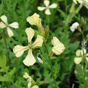 Foto van de desbetreffende plant