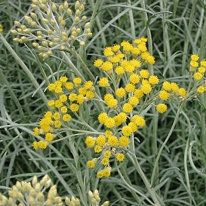 Foto van de desbetreffende plant