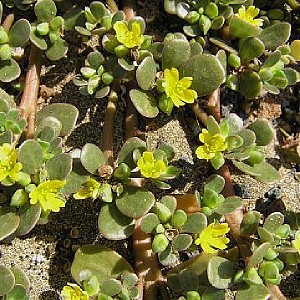 Foto van de desbetreffende plant