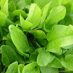 Foto van de desbetreffende plant