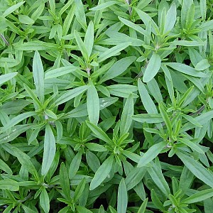 Foto van de desbetreffende plant