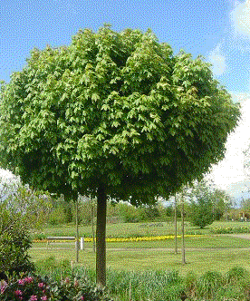 Foto van de desbetreffende plant