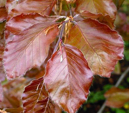 Foto van de desbetreffende plant