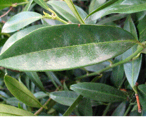 Foto van de desbetreffende plant