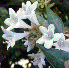 Foto van de desbetreffende plant