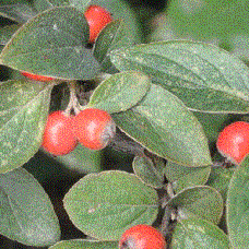 Foto van de desbetreffende plant