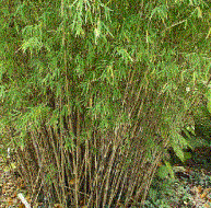 Foto van de desbetreffende plant