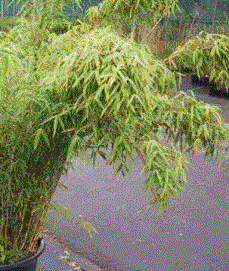 Foto van de desbetreffende plant