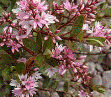 Foto van de desbetreffende plant