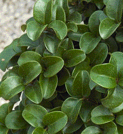 Foto van de desbetreffende plant