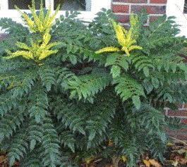 Foto van de desbetreffende plant