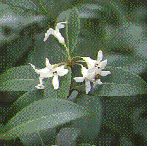 Foto van de desbetreffende plant