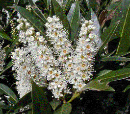 Foto van de desbetreffende plant