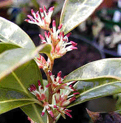 Foto van de desbetreffende plant