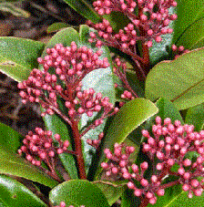 Foto van de desbetreffende plant