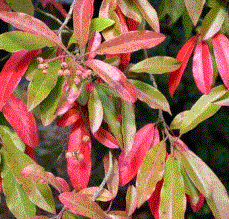 Foto van de desbetreffende plant