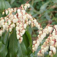 Foto van de desbetreffende plant