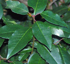 Foto van de desbetreffende plant