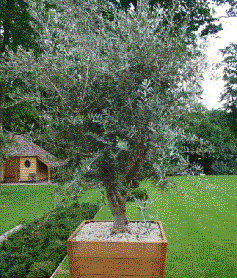 Foto van de desbetreffende plant